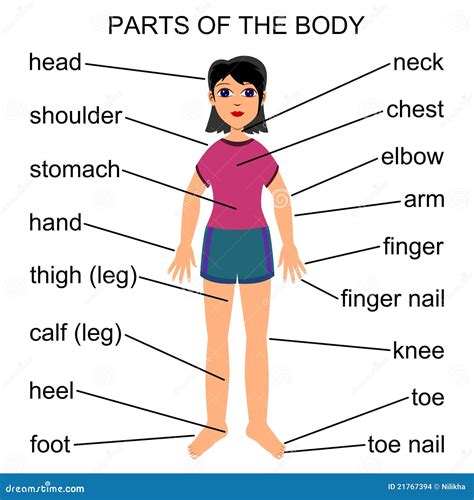 Parts Of The Body Stock Illustration Illustration Of Human 21767394