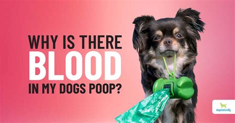 Blood In Dog Stool Heres What To Do K9 Pie