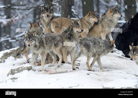 Wolf Animal Predator Wolves Predators Gray Wolf Canids Canis