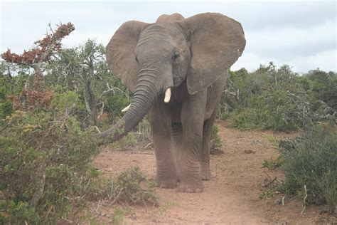 Hd Wallpaper Elephant Wildlife African Safari Animals Grey Trunk