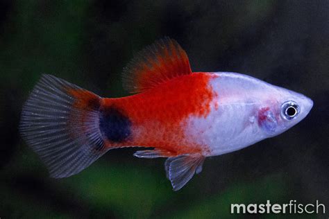 Platy Red Top Mickey Mouse Xiphophorus Maculatus Masterfisch