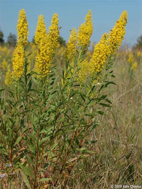 Showy Goldenrod Goldenrod Flower Native Plant Landscape Wild Flowers