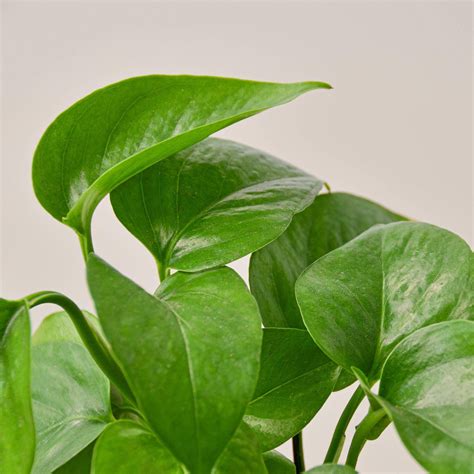 Pothos Green Queen Indoor Plant Tropical Plant Potted Plant