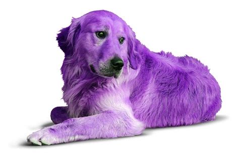 Help My Dog Is Purple