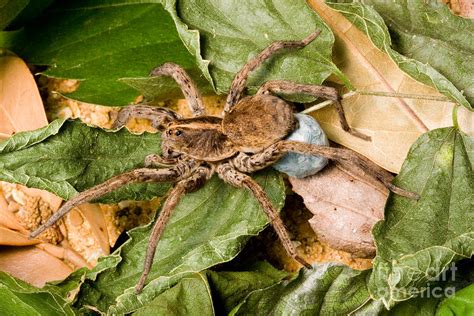 Carolina Wolf Spider With Egg Sac Photograph By Gregory G Dimijian