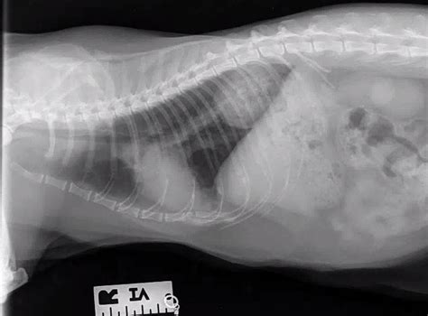 Radiographic Case Study An 8 Year Old Coughing Cat