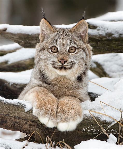 Meet The Canadian Big Footed Lynx One Of The Rarest Cats In The World