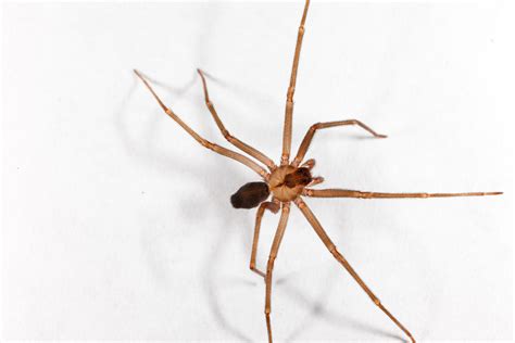 Brown Recluse Spiders Identification Threats Treatment