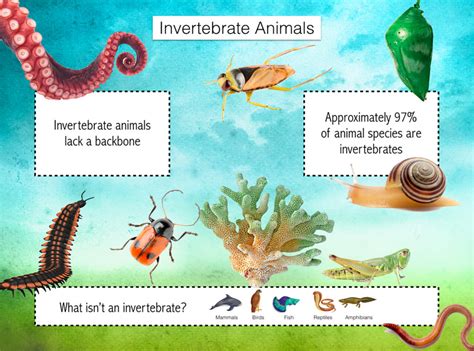 2d2 Invertebrates Nature Journals