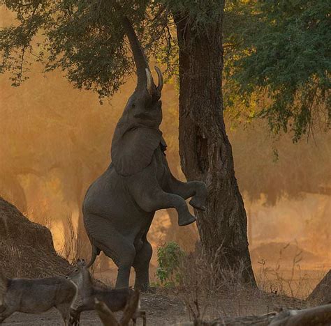 Elephant Stands On Its Back Legs And Extends Its Trunk To Grab Fruit