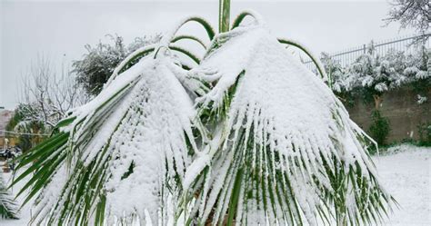 Can Palm Trees Survive Cold Weather Climates