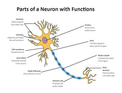 Labeled Neuron Diagram Biology Diagrams Science Diagrams Study
