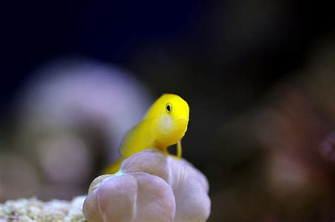 Yellow Clown Coral Goby Isolated In Aquarium Stock Photo Download