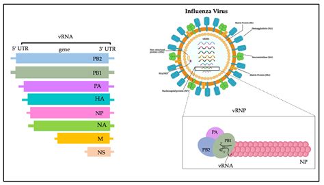 Microbiology Research | Free Full-Text | Avian Influenza: Could the