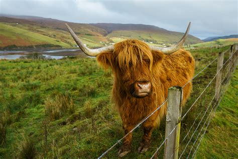 Heilan Coo Isle Of Skye Scotland Anne Mckinnell Photography