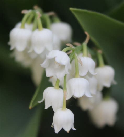 the ford flower blog birth flower may s lily of the valley