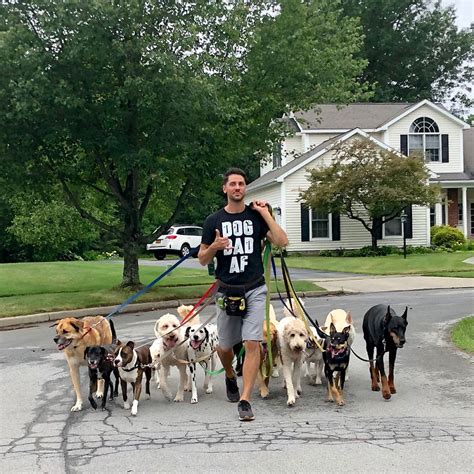 集団で散歩する可愛い犬たち Saratoga Dog Walkers Jiuni Q