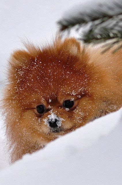 Pomeranian Puppies Red Pets Lovers