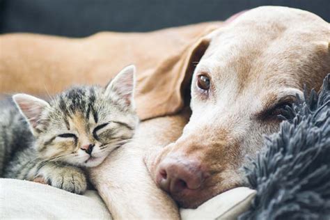 Dog Owners Vs Cat Owners Study Reveals Whos Willing To