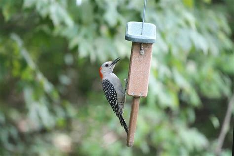 Woodpeckers In Indiana 7 Species With Pictures Wild Bird World