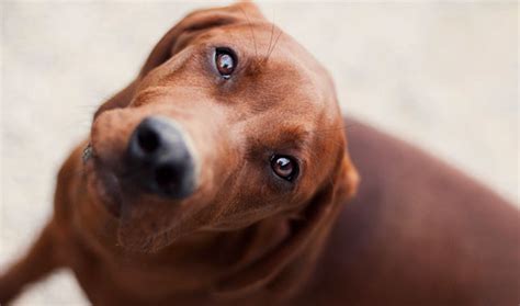 Redbone Coonhound Dog Breed Information Vetstreet Vetstreet