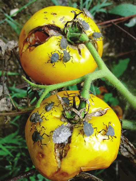 Indirect Damage Bacterial Rot On Tomato Caused By Brown Marmorated