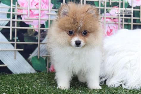 Dexter Pomeranian Puppy For Sale Near Atlanta Georgia B8803474 28a1