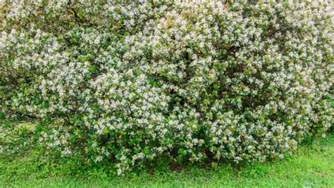 How To Grow And Care For Indian Hawthorn New York Garden