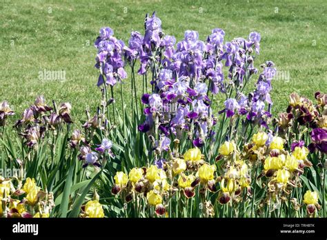 Colorful Garden Flowers Mixed Irises Perennial Plants Tall Bearded