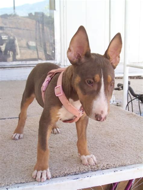 Tri color english bull terrier. Liver Bull Terriers