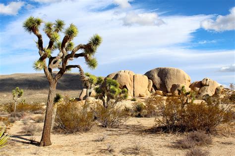 Download California Usa Desert Nature Joshua Tree National Park 4k