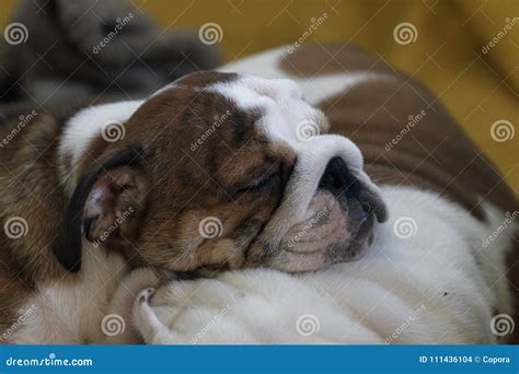 Sleeping Puppy Of English Bulldog Stock Photo Image Of Closeup Doggy