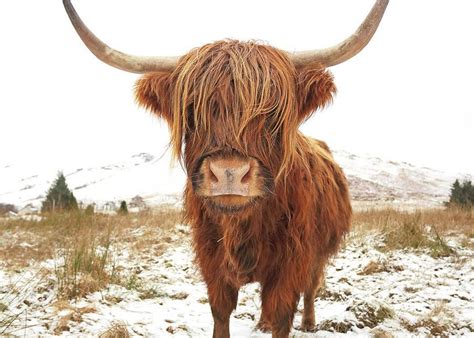 Highland Cow Greeting Card For Sale By Grant Glendinning