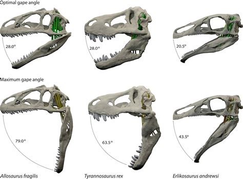 Allosaurus Had Monstrously Gaping Jaws The Washington Post