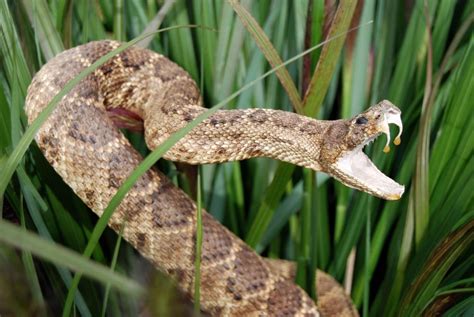 How Can Snake Venom Help Aid Drug Discovery