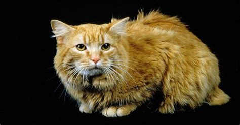 15 Most Aggressive Cat Breeds You Should Know About