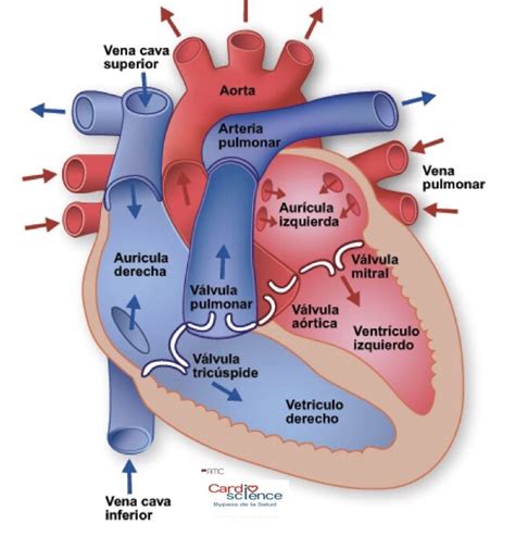 Cavidades Del Corazon En 2020 Anatomia Cardiaca Anatomia Cuerpo Humano