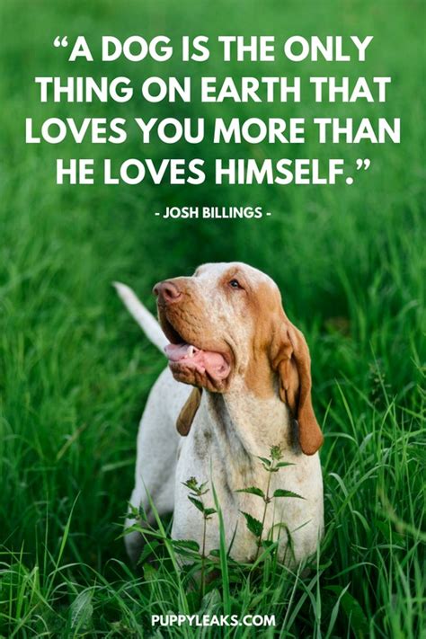 Short Quotes About Dogs Images For Life