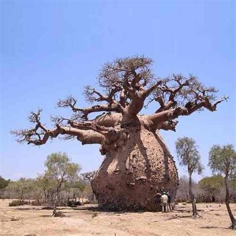 Baoba Sementes Adansonia Digitata Baobab Bonsai P Mudas MercadoLivre