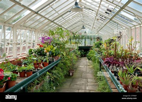 Victorian Greenhouse And Plants Norfolk England Stock Photo 49521550