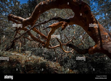 Red Gum Tree Hi Res Stock Photography And Images Alamy