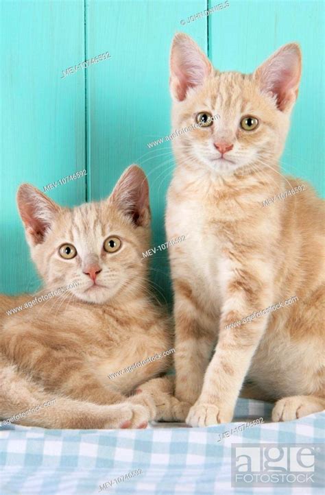 Cat Cream Tabby Kittens Stock Photo Picture And Rights Managed Image