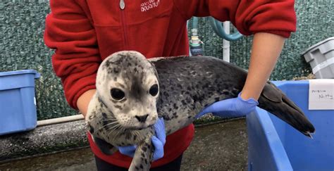 Save A Seal Vancouver Aquariums Marine Mammal Rescue Centre Needs