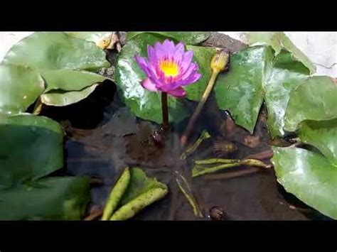Water Lily Flower Meaning In Hindi | Best Flower Site
