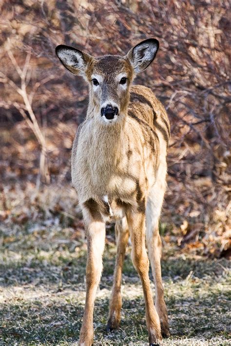 Curious Whitetail Deer Lake Erie Metro Park Gibraltar Mic Flickr