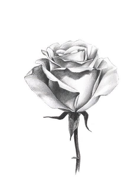 How To Draw A Rose With A Pencil Step By Step Instructions
