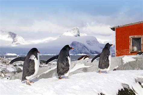 Reisebericht Antarktis Das Alpine Reich Der Pinguine Diamir