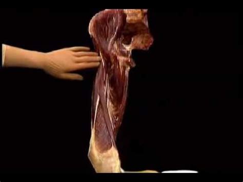 The sartorius muscle is identified; sartorius muscle - YouTube