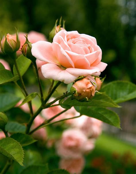 The 10 Most Fragrant Flowers To Plant In Your Garden Planting Flowers