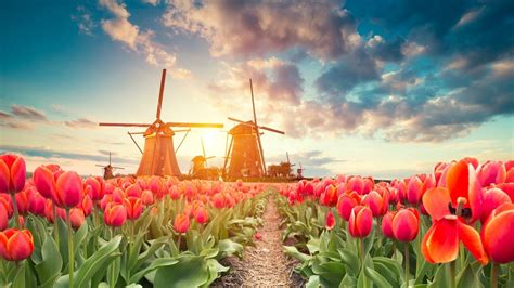 Ultimate Guide Tulip Fields Netherlands 2022 Best Places And